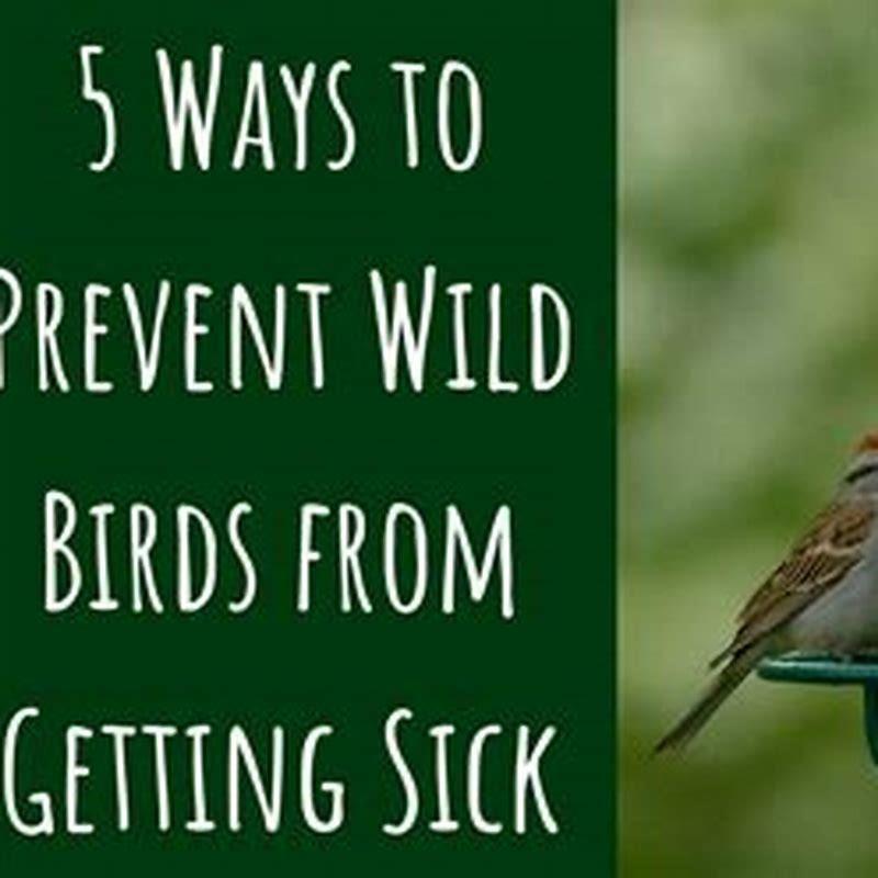 How do you prevent bird sickness?