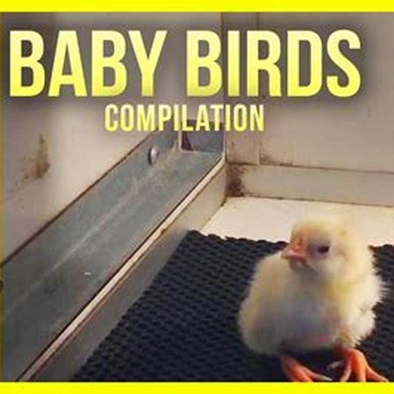 How do you stop a baby bird from chirping?