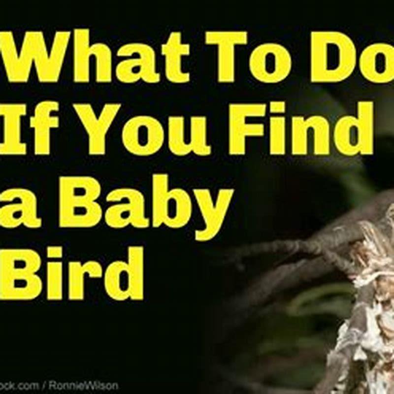 How do you take care of a newborn bird?