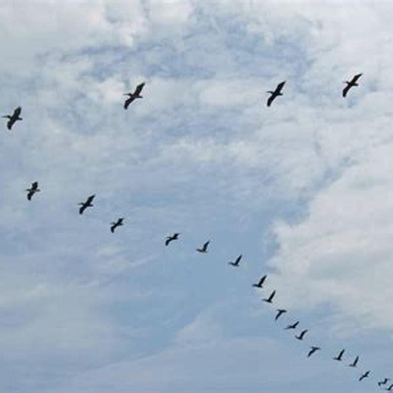 How do you take pictures of birds clear?