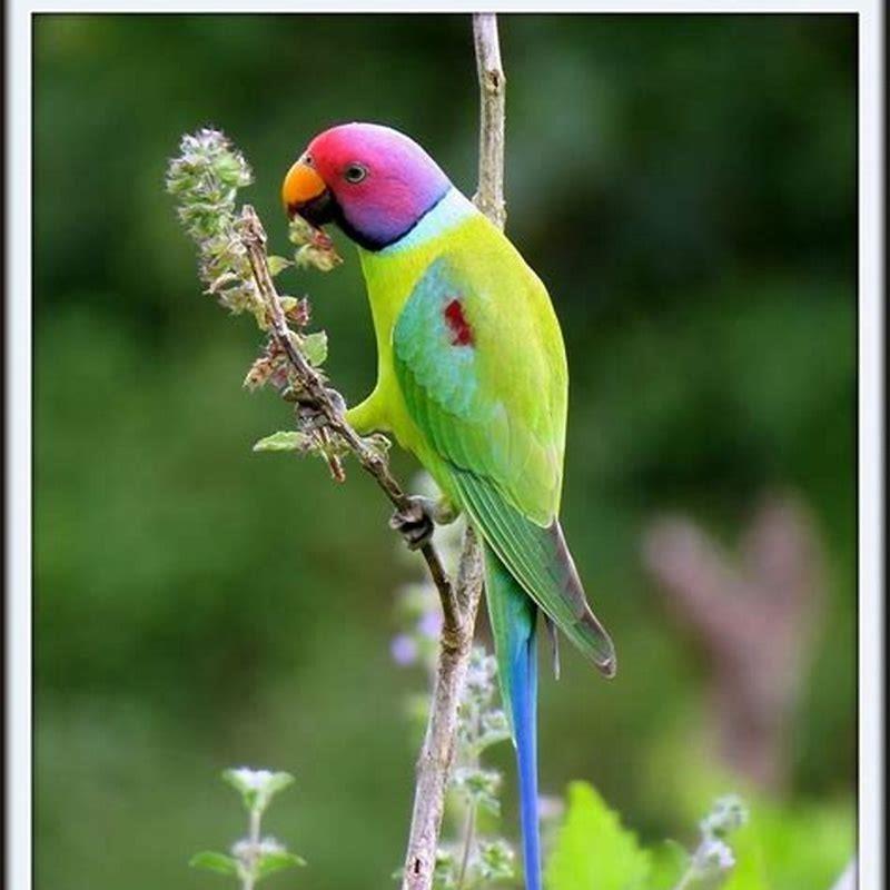How do you tame a plum-headed parakeet?