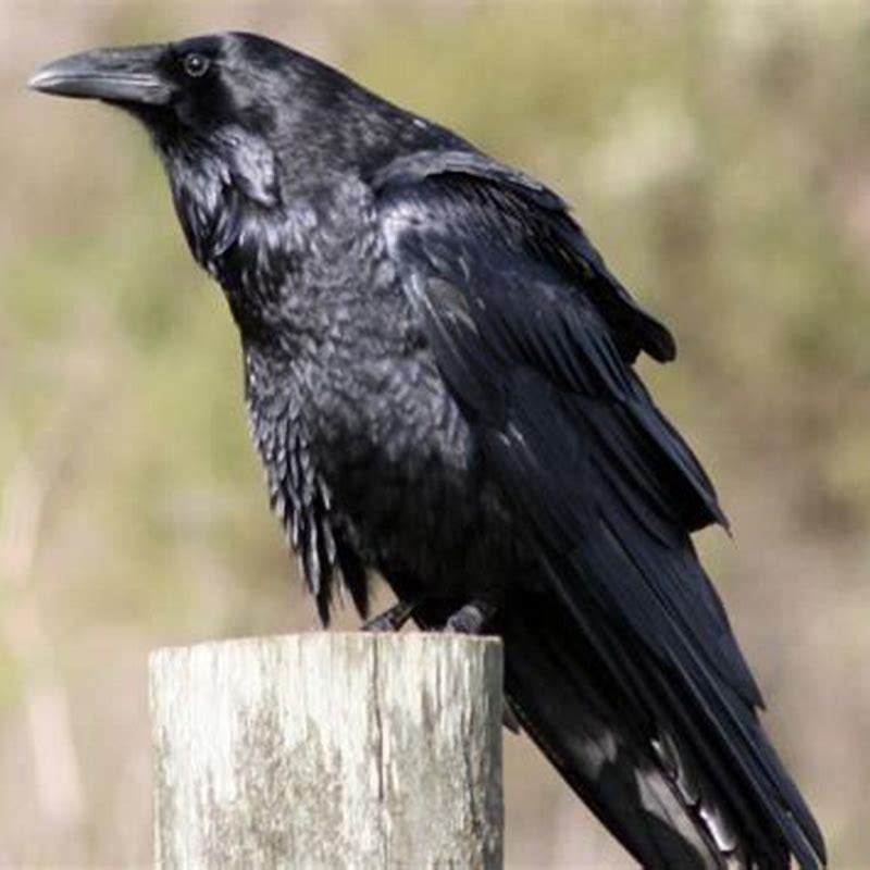 How do you tell a grackle from a crow?