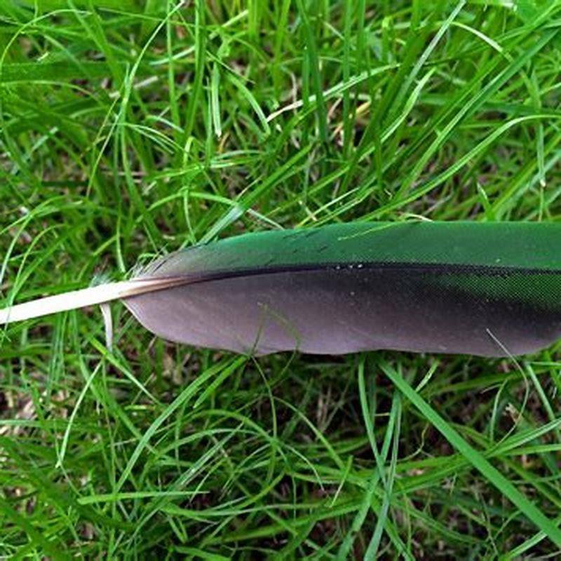 How do you treat bird feather loss?