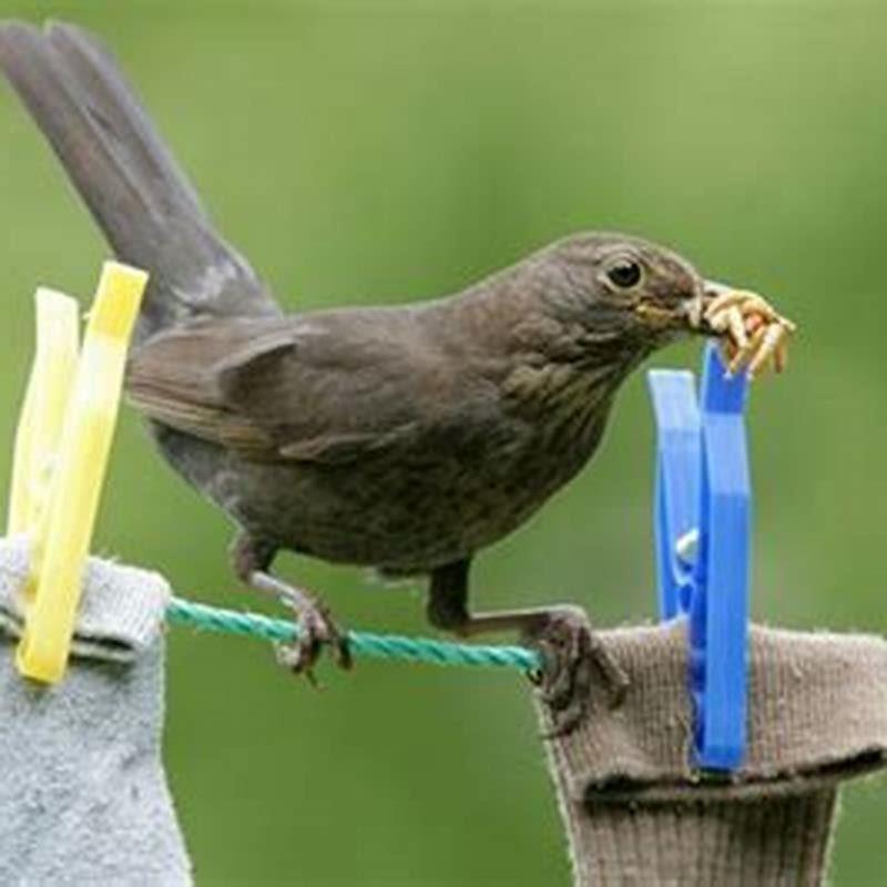 How does energy get into the birds food?