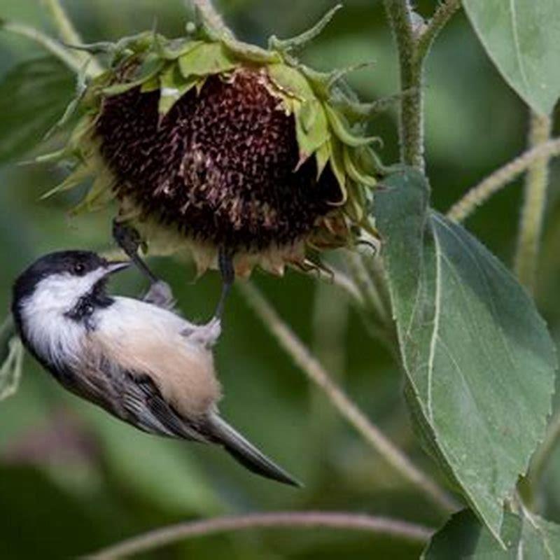 how-does-the-birds-survive-diy-seattle