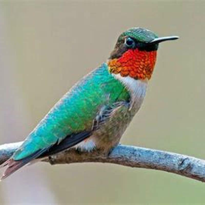 How far can a hummingbird fly without stopping?