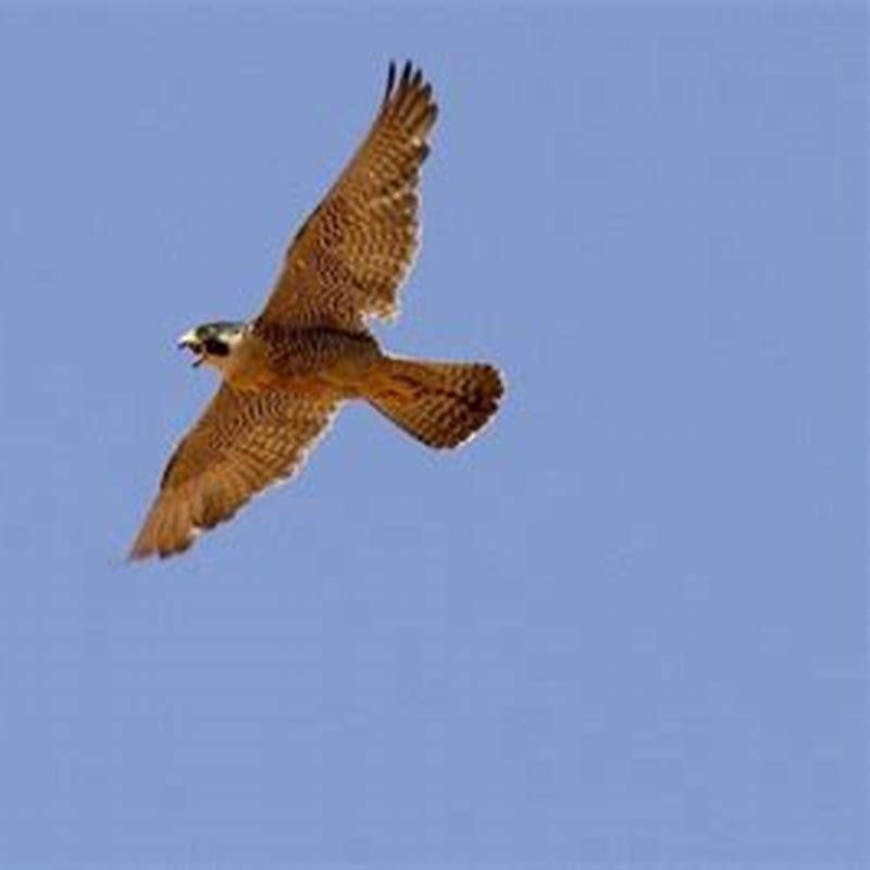 How fast can a white-throated Needletail go?