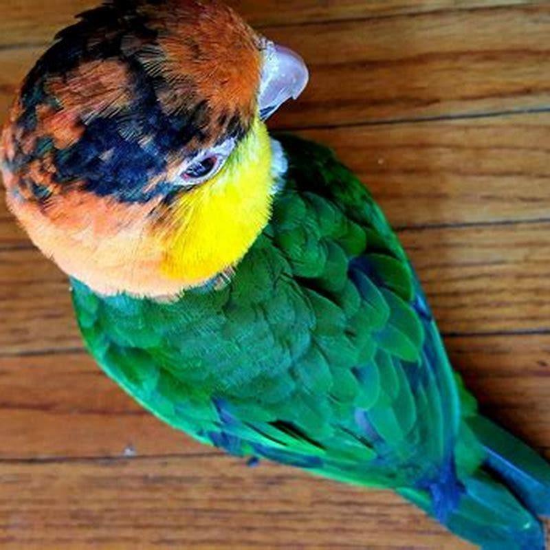 How good is a parrots eyesight?