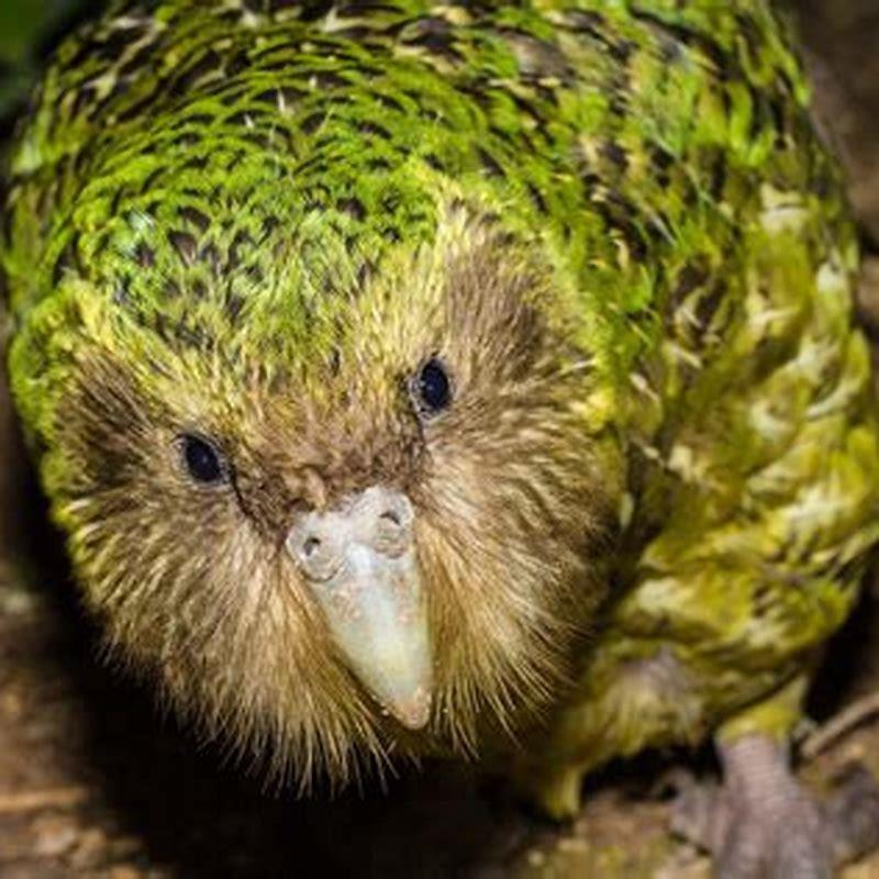 How is a Kakapo different from an owl?