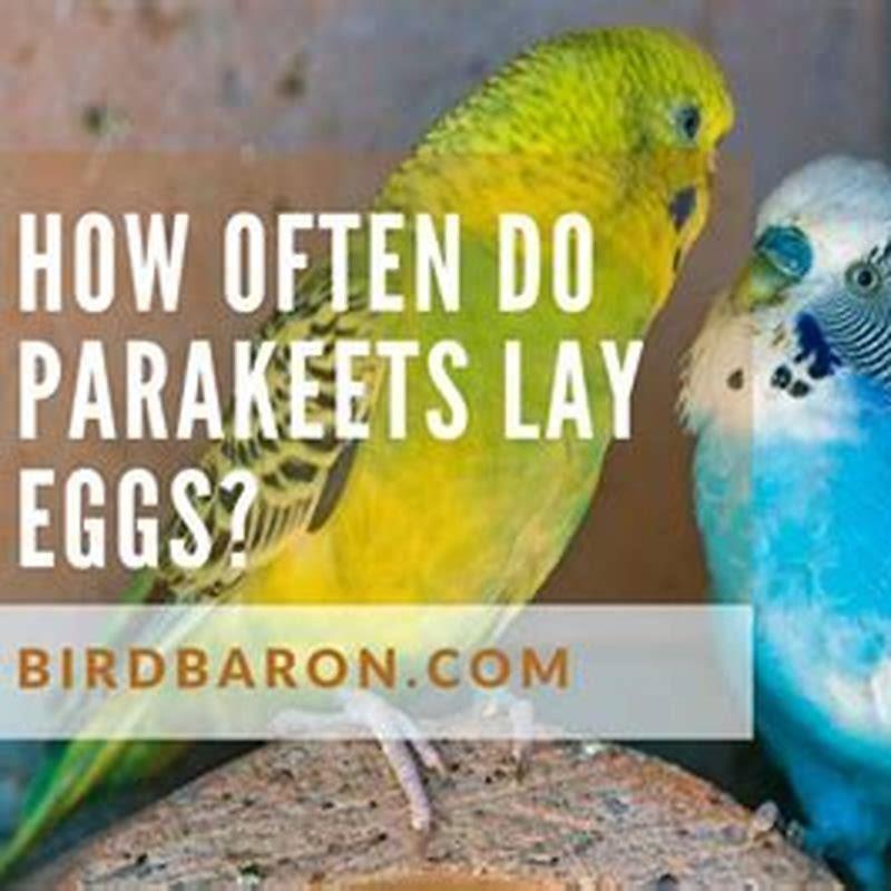 How long after mating do love birds lay eggs? DIY Seattle