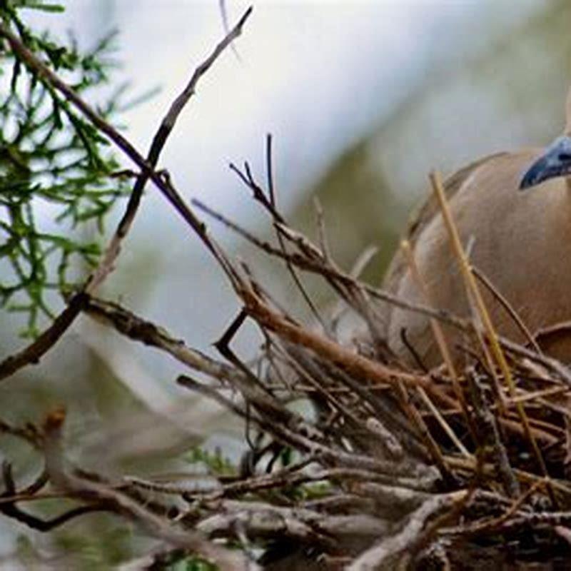 What Birds Stay In The Uk In Winter