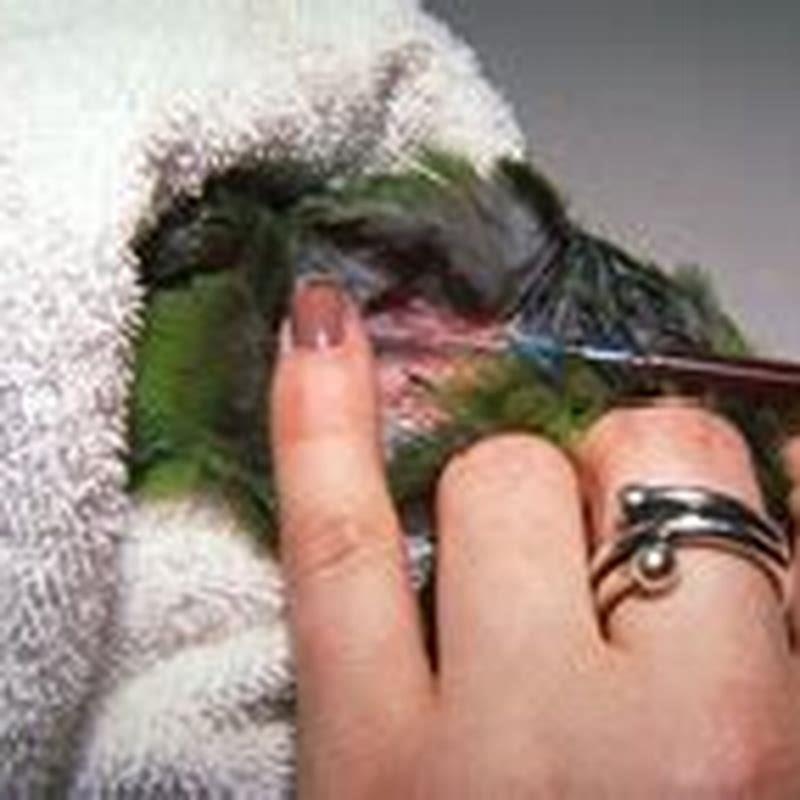 How long do birds with beak and feather disease live?
