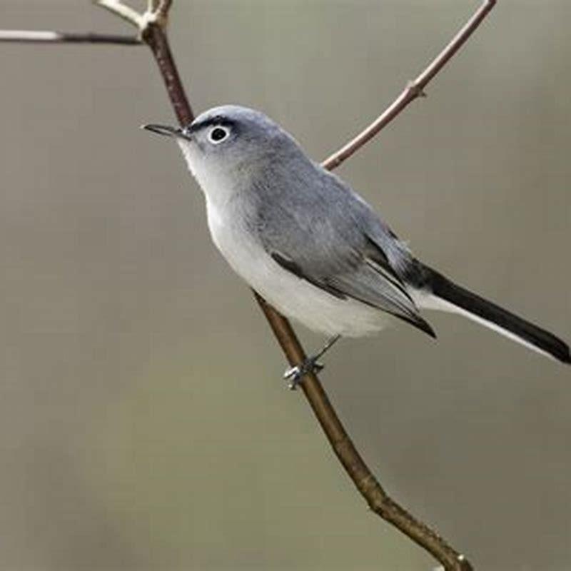 How long do blue-gray gnatcatchers live?