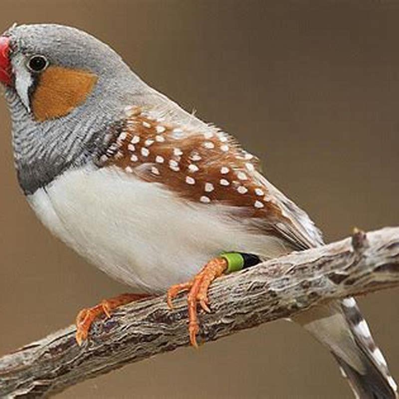How long do finches typically live?