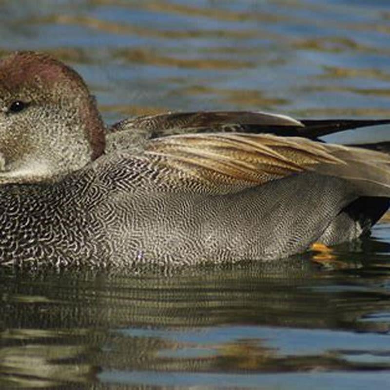 How long do gadwall ducks live?