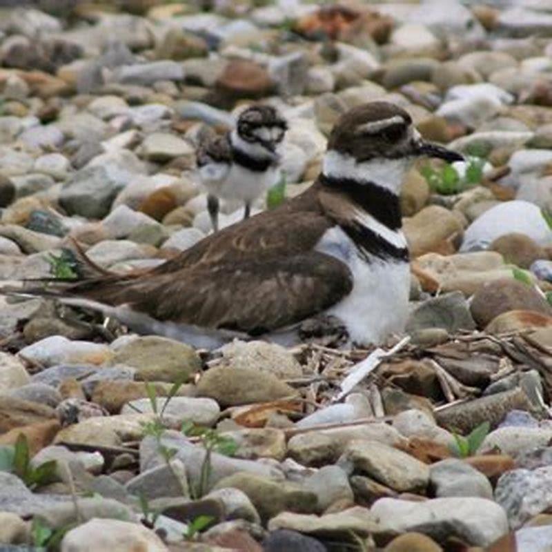 How long do killdeer babies stay with parents?