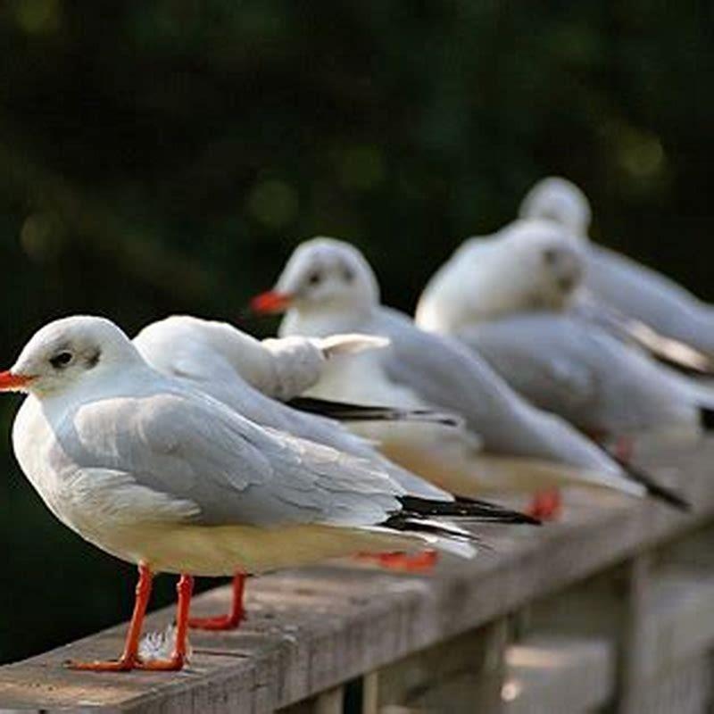 How long do laughing seagulls live? - DIY Seattle