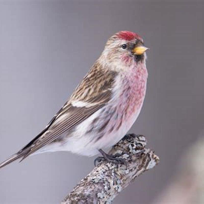 How long do redpoll birds live?