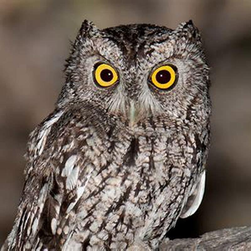How long do whiskered screech-owls live?