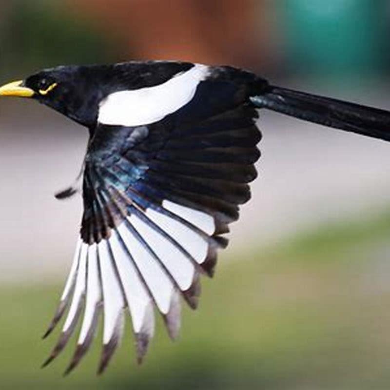 How long do yellow-billed magpies live?