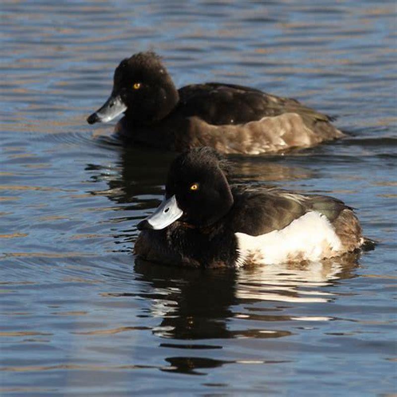 How long does a tufted duck live for?