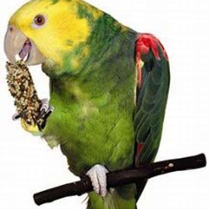 How long does a yellow crowned parrot live?