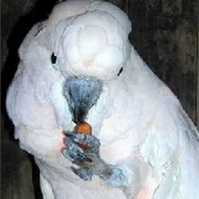 How long does it take a bird to die without food?