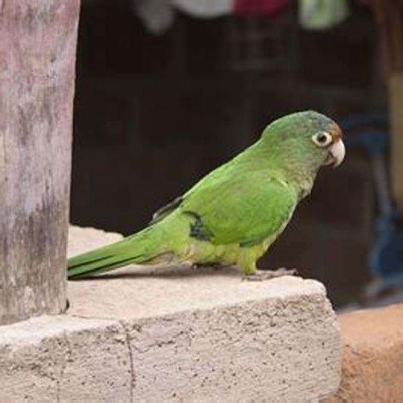 How long does it take for a baby bird to grow feathers?