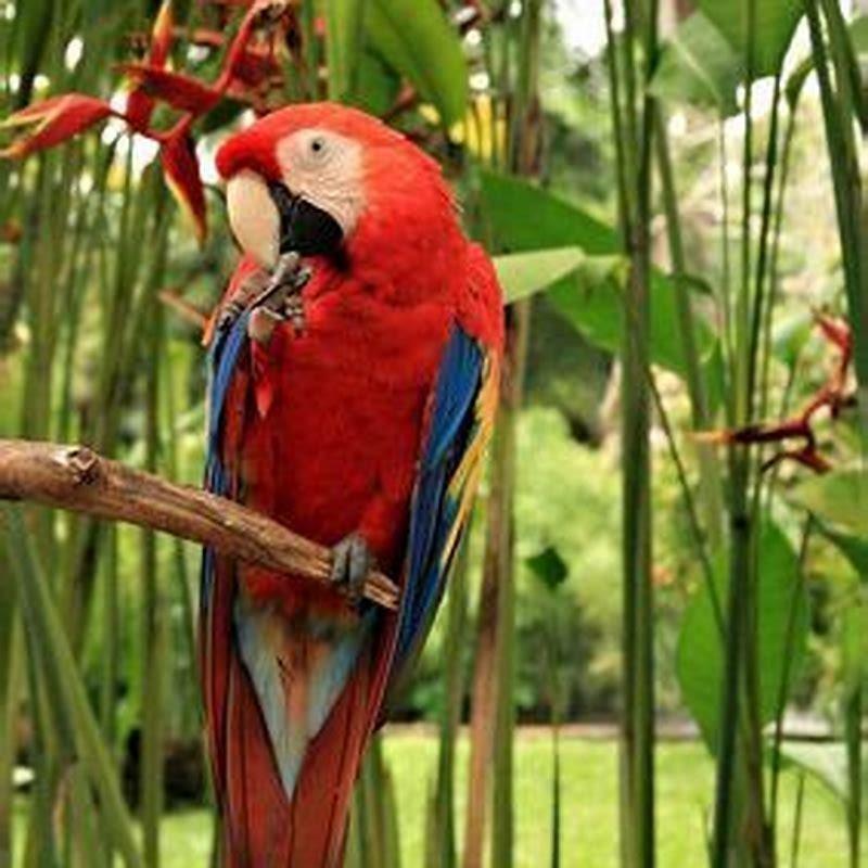 How long does it take for a bird of paradise to open?