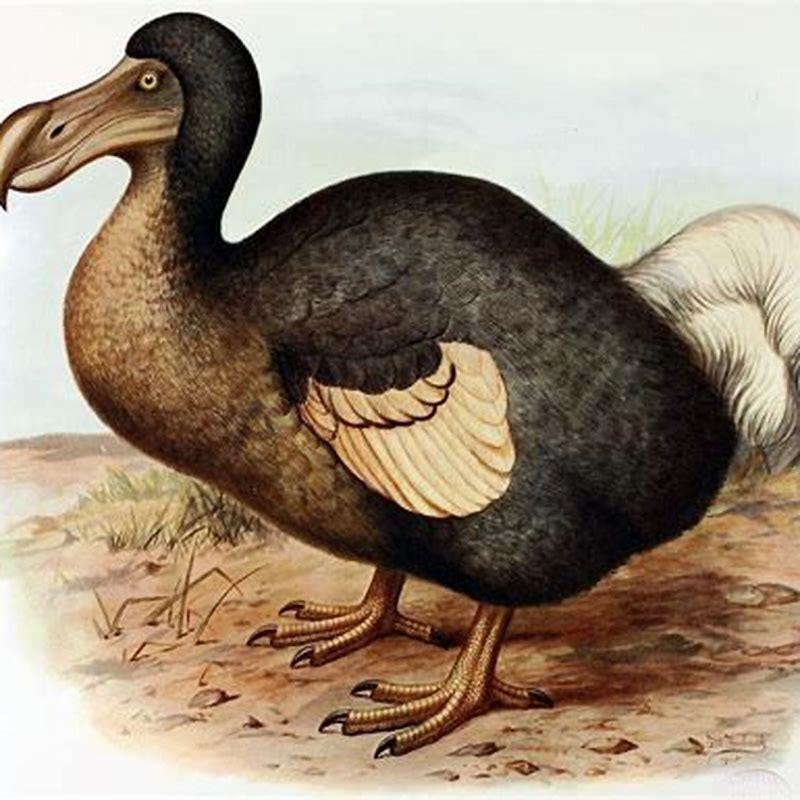 How long has the dodo bird been extinct?