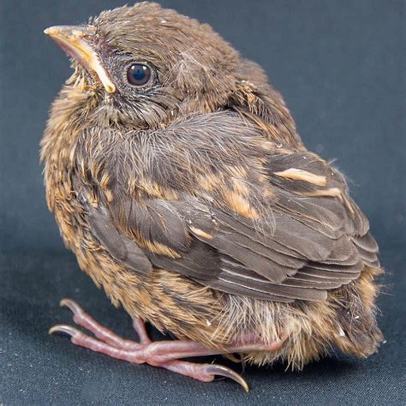 How many babies do Towhees have? - DIY Seattle