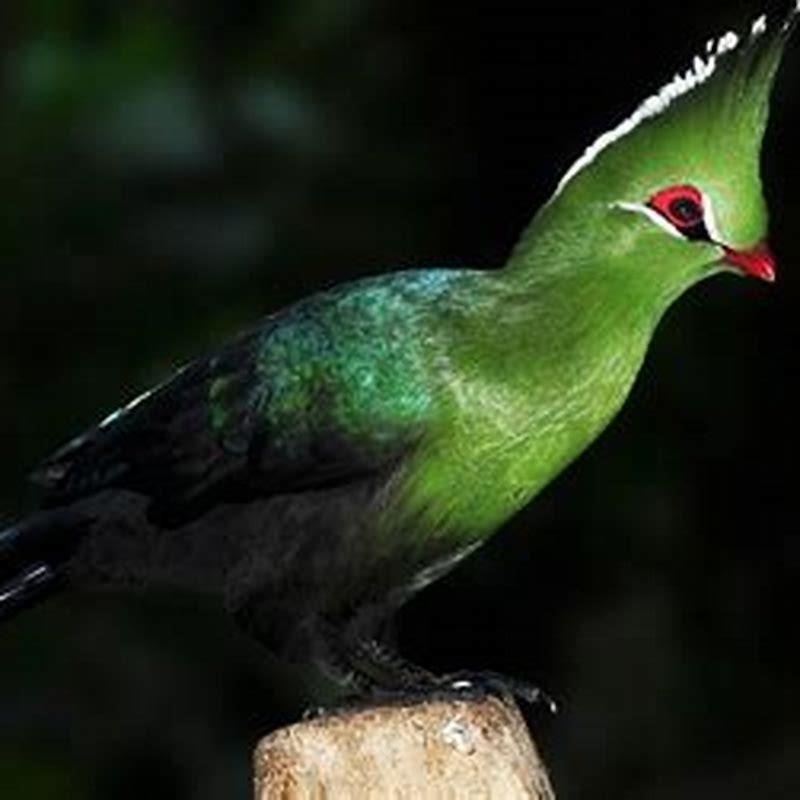 How many bird species are there in South Africa?