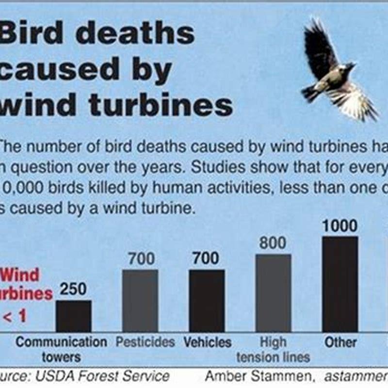 How many birds are killed by wind turbines worldwide? - DIY Seattle