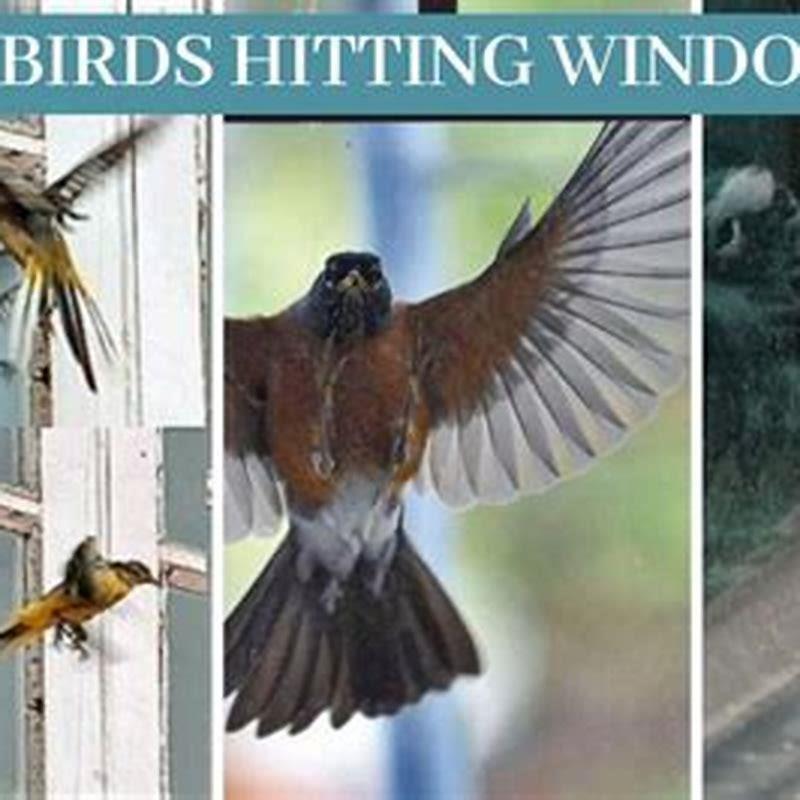 How many birds die hitting windows?