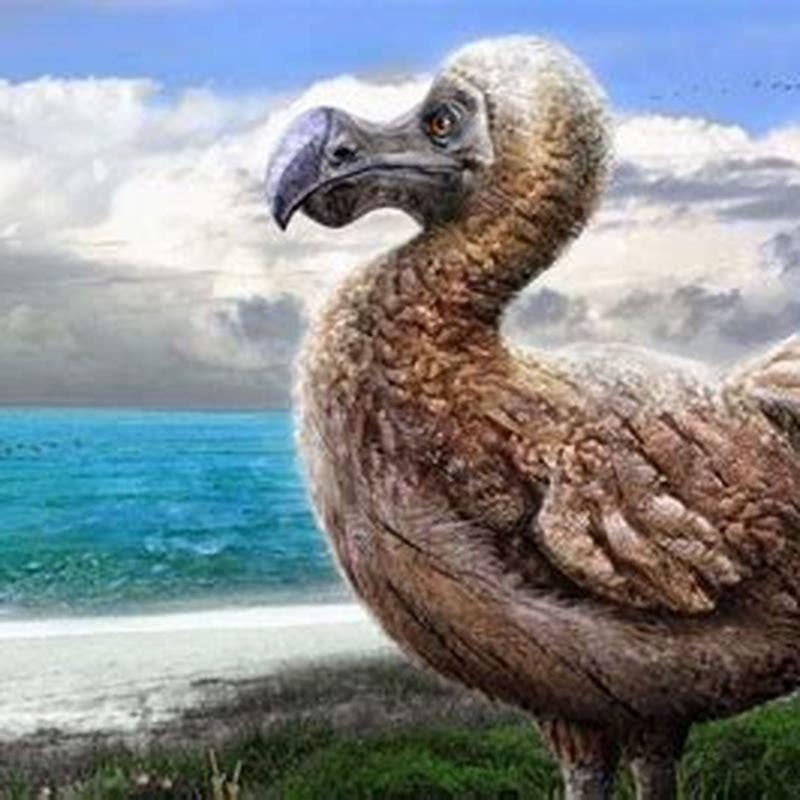 How many dodo birds are left in the world? - DIY Seattle