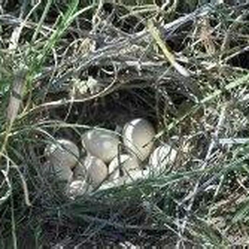 How many eggs do Mearns quail lay?
