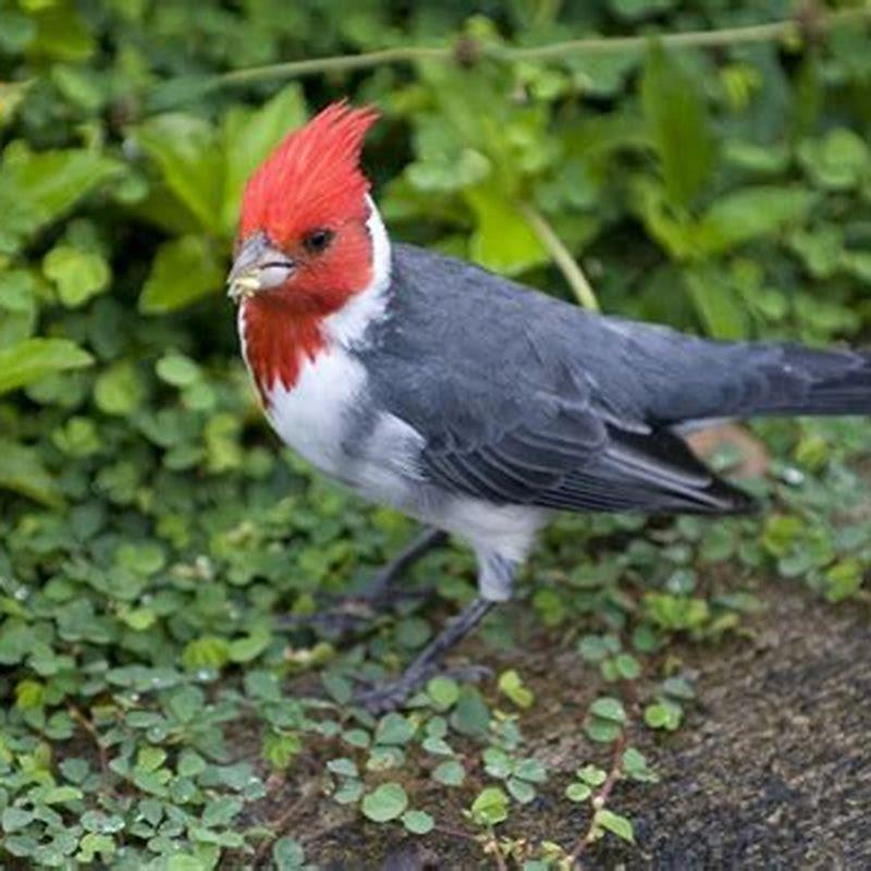 How many native Hawaiian bird species are left?