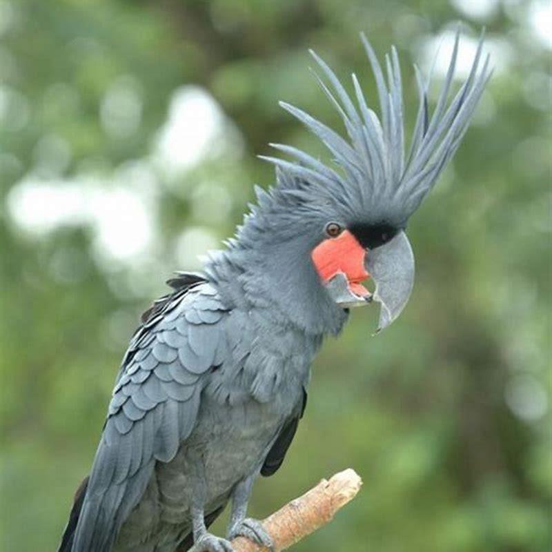 How many palm cockatoos are in the world?