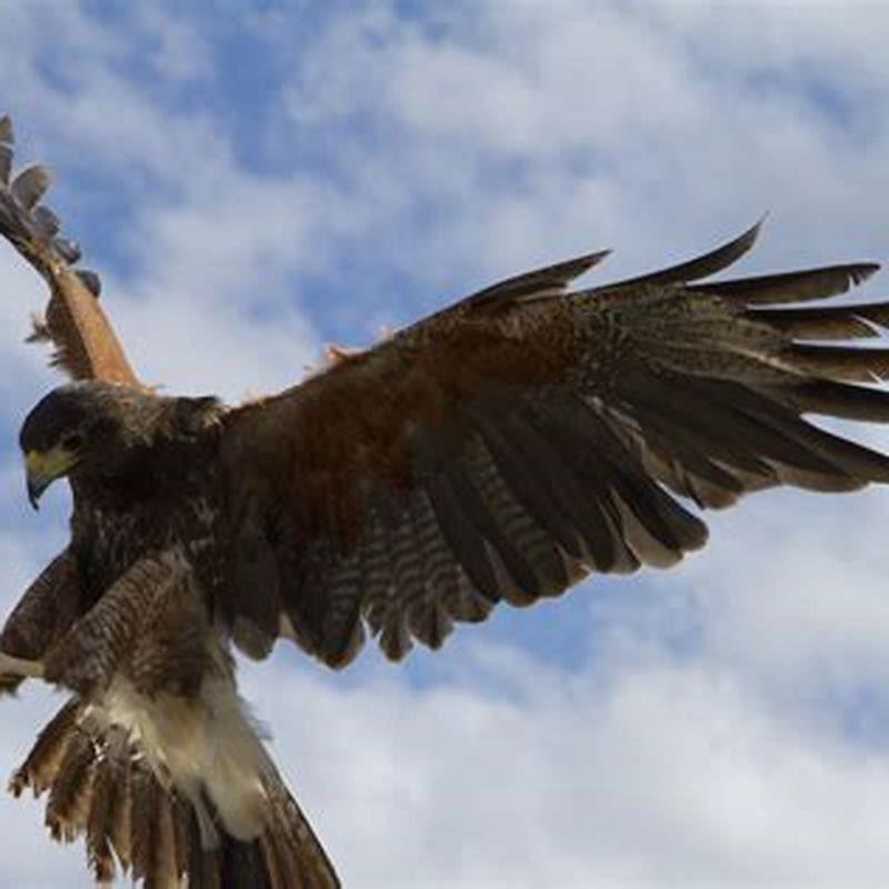 How many raptor birds are there?