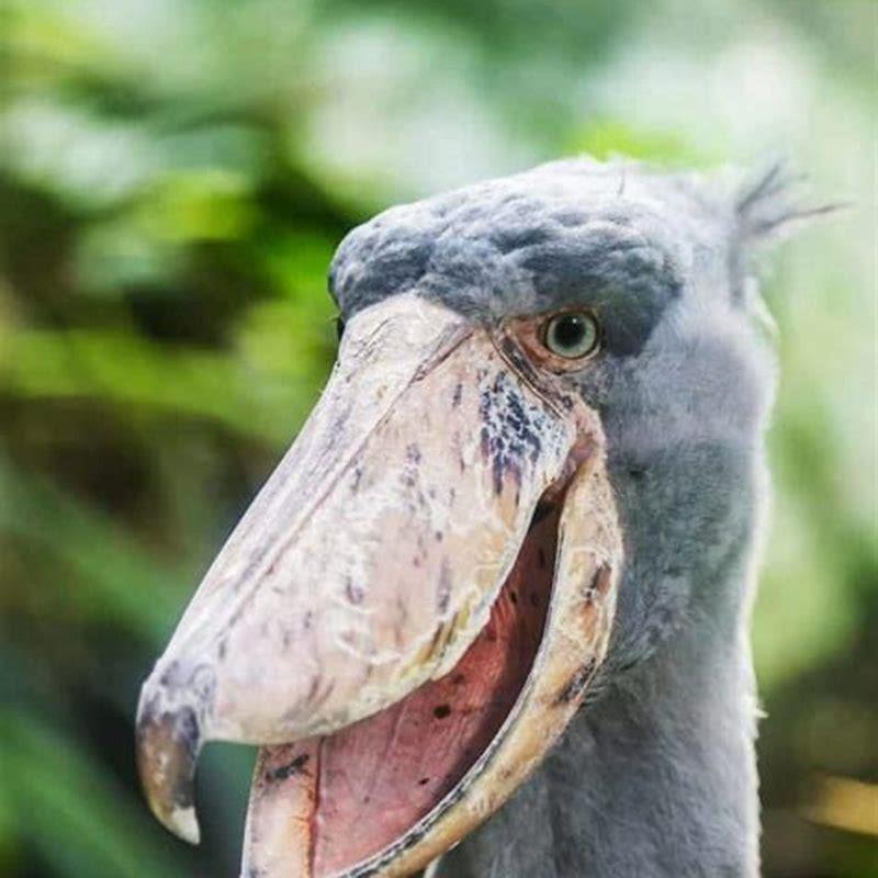 How many shoebills are left?