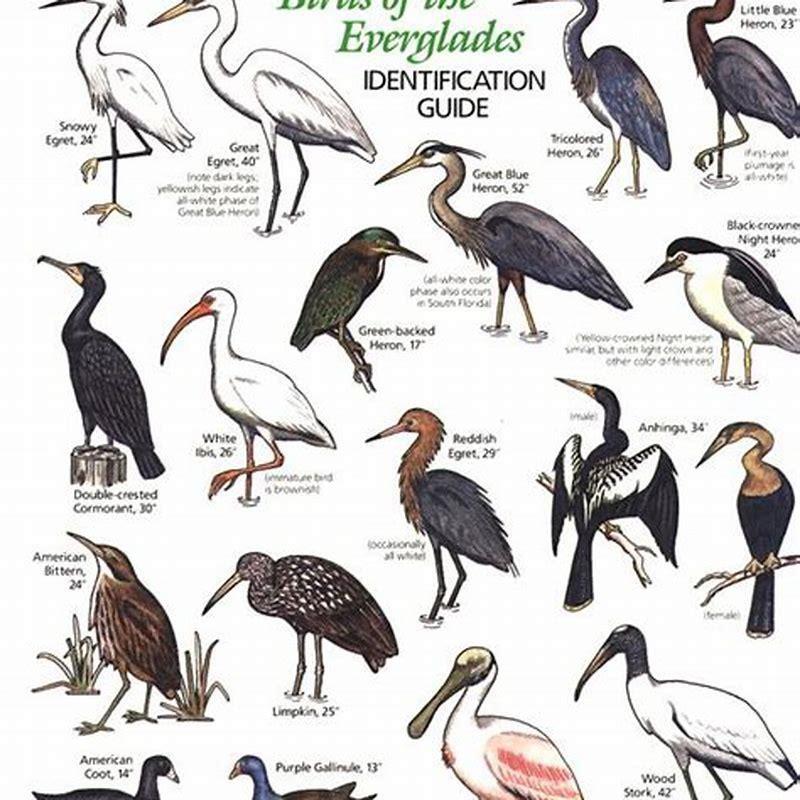 How many species of birds are in Florida? - DIY Seattle