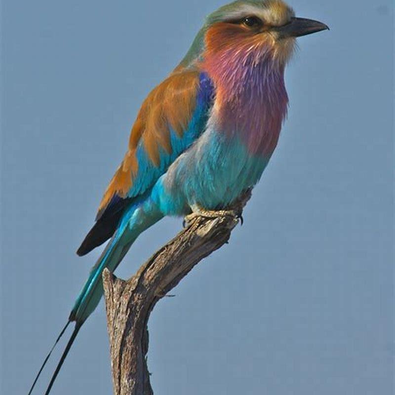 How many species of birds are in the savanna?