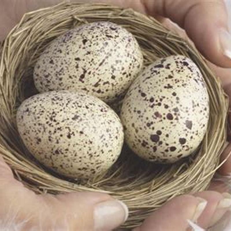 How many times a year do wild birds lay eggs?