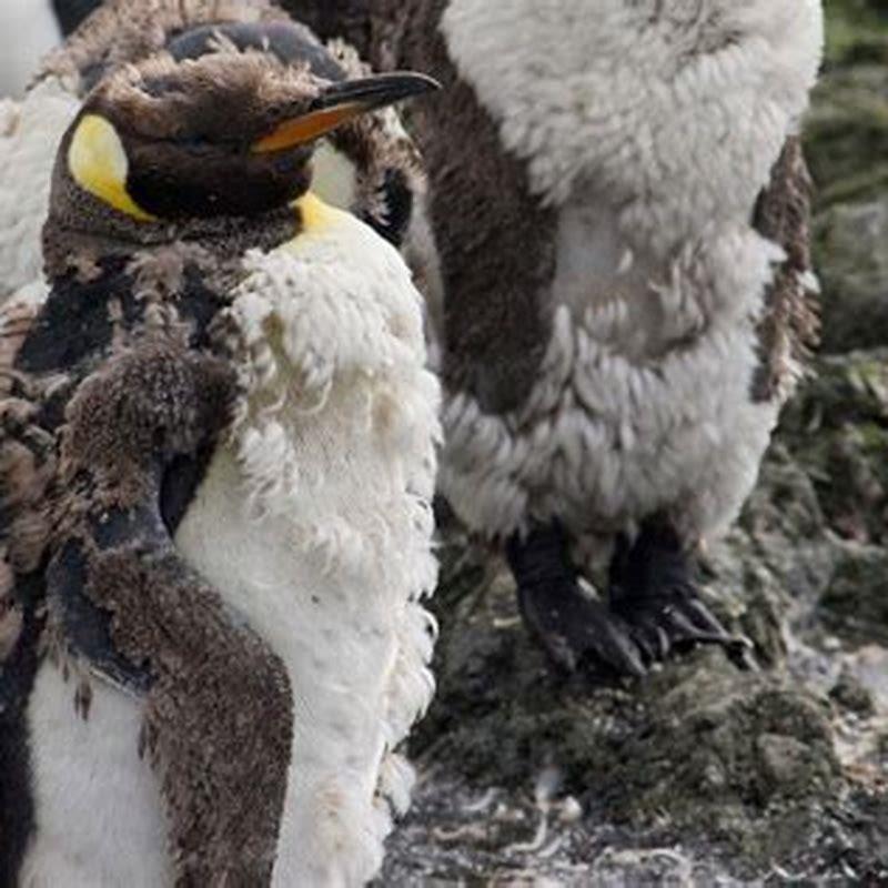 How often do birds molt their feathers?