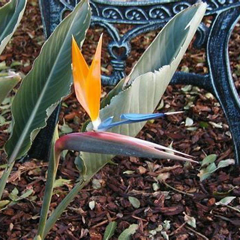 How often do birds of paradise bloom?