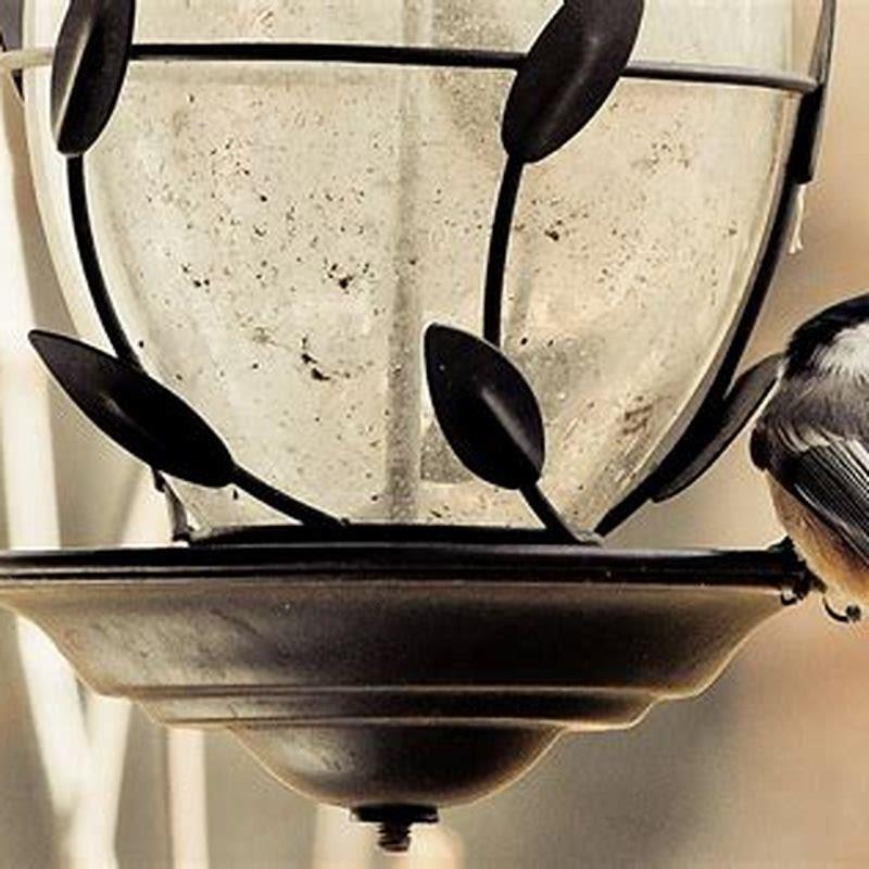 How often do birds visit bird feeders? - DIY Seattle