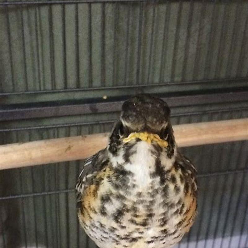 How often do you feed an abandoned baby bird?