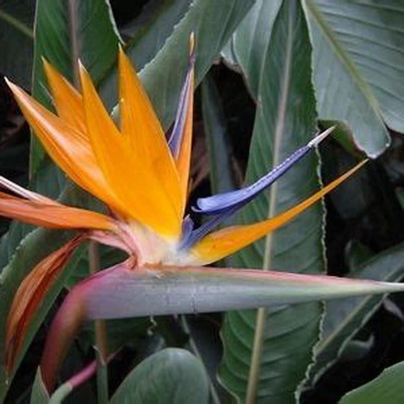 How quickly do bird of paradise plants grow? - DIY Seattle