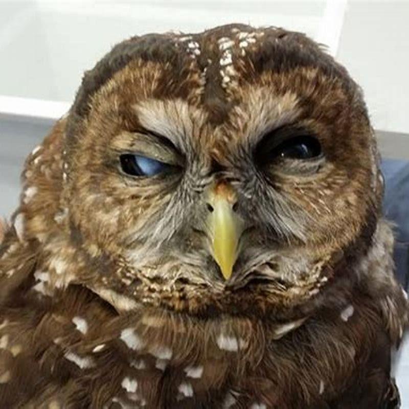 How rare is the spotted owl?