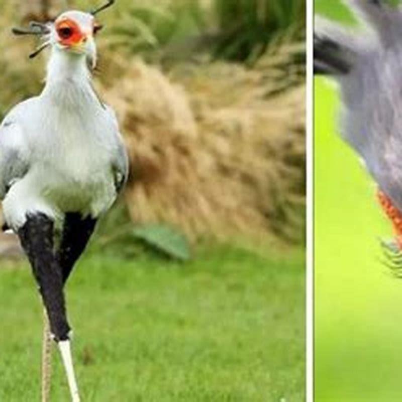How tall can a secretary bird get?